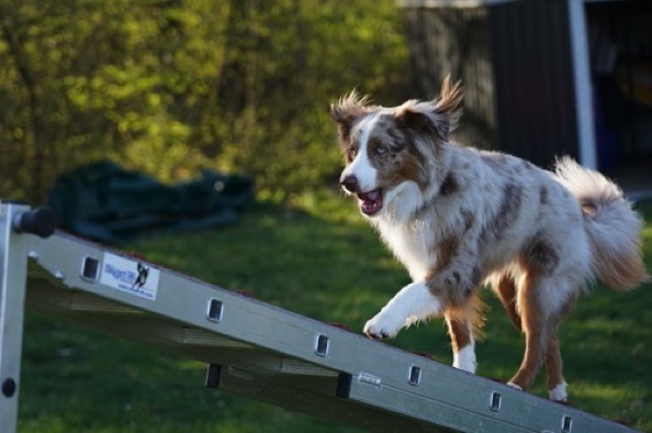 Agility4